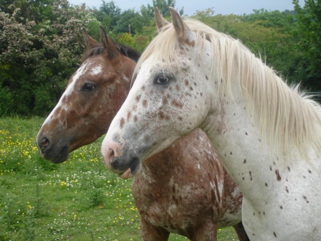 Fintra Appaloosa Horses